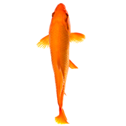 Fish App by Dmitsoft