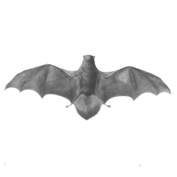 Bat App by Dmitsoft