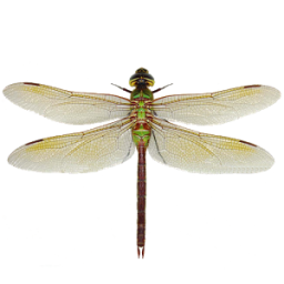 Dragonfly App by Dmitsoft