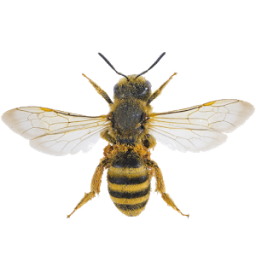 Bee App by Dmitsoft