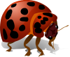 +bug+insect+ clipart