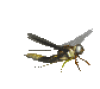 +fly+bug+animation+ clipart