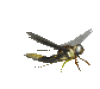 +fly+bug+animation+ clipart