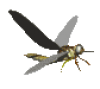 +fly+bug+animation+ clipart