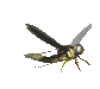 +fly+bug+animation+ clipart