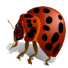 +splattered+spider+beetle+animation+ clipart