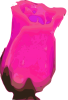 +rose+flower+blossom+plant+0008+ clipart