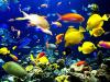 +background+wallpaper+fish+water+sea+life+ clipart