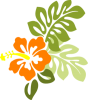 +orange+hibiscus+flower+ clipart