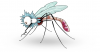 +bug+insect+Mosquito+cartoon+ clipart