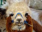 +animal+alpaca+eating+closeup+ clipart