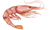+animal+aquatic+Pink+shrimp+Farfantepenaeus+duorarum+ clipart