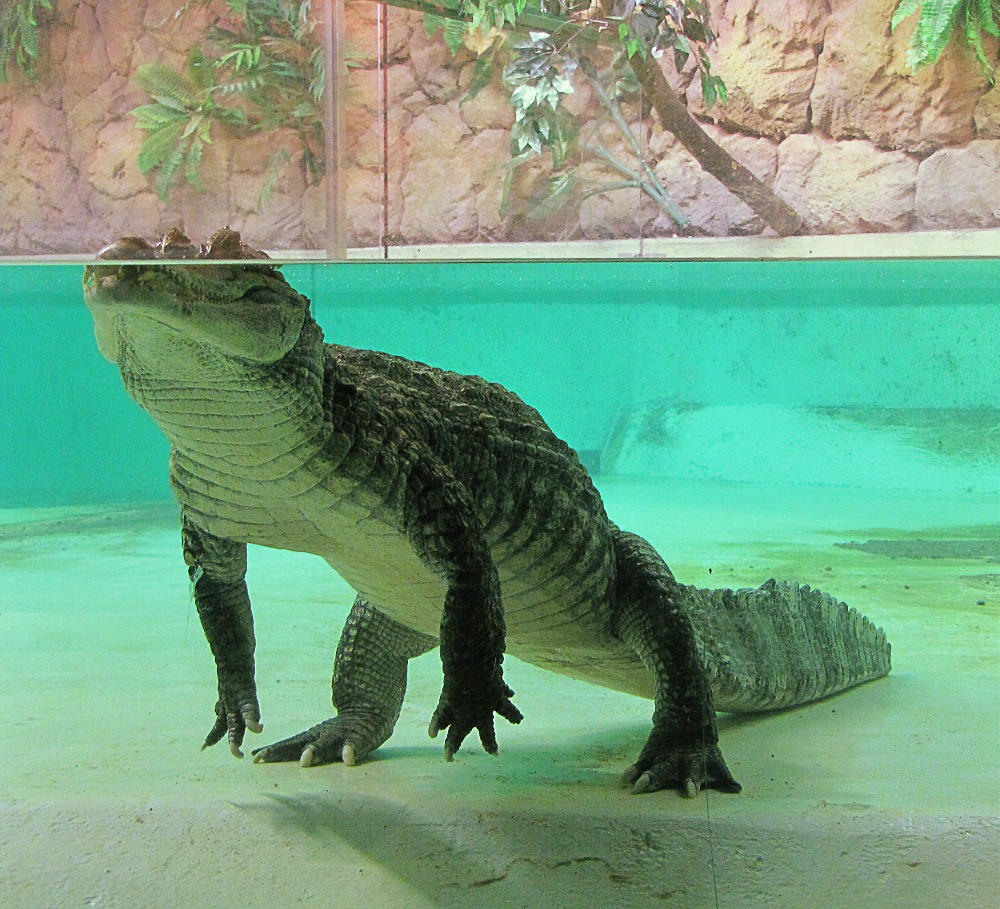 +animal+aquatic+spectacled+caiman+Caiman+crocodilus+at+zoo+ clipart