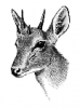 +animal+four+horned+antelope+head+ clipart
