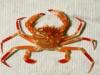 +animal+aquatic+Bathyal+swimming+crab+Bathynectes+longispina+ clipart