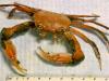 +animal+aquatic+False+squareback+crab+Chacellus+filiformis+ clipart