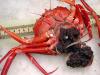 +animal+aquatic+Red+crab+Chaeceon+quinquedens+w+eggs+ clipart