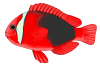 +animal+fish+Cinnamon+clownfish+Amphiprion+melanopus+2+ clipart