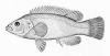 +animal+fish+Cunner+Tautogolabrus+adspersus+lineart+ clipart