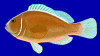 +animal+fish+Pink+skunk+clownfish+Amphiprion+perideraion+ clipart