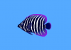 +animal+fish+Sixbar+angelfish+Pomacanthus+sexstriatus+blueBG+ clipart
