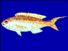 +animal+fish+Yellowbelly+threadfin+bream+Nemipterus+bathybius+blueBG+ clipart