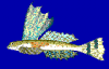 +animal+fish+High+finned+dragonet+Synchiropus+rameus+blueBG+ clipart