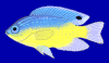 +animal+fish+Millers+damselfish+Pomacentrus+milleri+blueBG+ clipart