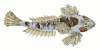 +animal+fish+Sordit+Dragonet+Callionymus+dracunculus+ clipart
