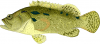 +fish+aquatic+Brown+marbled+grouper+Epinephelus+fuscoguttatus+ clipart