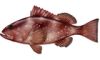 +fish+aquatic+red+grouper+Epinephelus+morio+ clipart
