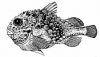 +fish+aquatic+Atlantic+spiny+lumpsucker+Eumicrotremus+spinosus+ clipart