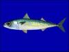 +fish+aquatic+Blue+Mackerel+Scomber+australasicus+ clipart