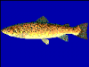 +fish+aquatic+Brown+trout+Salmo+trutta+blueBG+ clipart