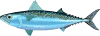+fish+aquatic+Chub+mackerel+Scomber+japonicus+ clipart