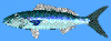 +fish+aquatic+Green+Jobfish+Aprion+virescens+blueBG+ clipart