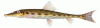 +fish+aquatic+Horse+face+loach+Acantopsis+choirorhynchos+ clipart