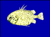 +fish+aquatic+Pineconefish+Monocentris+japonicus+blueBG+ clipart