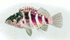 +fish+aquatic+Redbarred+Hawkfish+Cirrhitops+fasciatus+ clipart