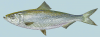 +fish+aquatic+Skipjack+herring+Alosa+chrysochloris+ clipart