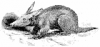 +mammal+Aardvark+Orycteropus+capensi+ clipart