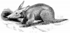 +mammal+Aardvark+Orycteropus+capensi+ clipart