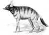 +mammal+Aardwolf+illustration+ clipart