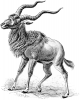 +mammal+Addax+Addax+nasomaculatus+ clipart