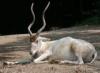 +mammal+Addax+nasomaculatus+closeup+ clipart