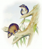 +mammal+Agile+antechinus+Antechinus+agilis+ clipart