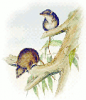 +mammal+Agile+antechinus+Antechinus+agilis+ clipart