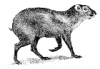 +mammal+Agouti+Dasyprocta+aguti+ clipart