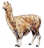 +mammal+Alpaca+1+ clipart