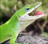+mammal+Anole+eating+ clipart